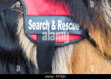 Chien de recherche et de sauvetage. L'animal fait partie de l'équipe de secours de la Croix-Rouge de l'Organisation. Banque D'Images