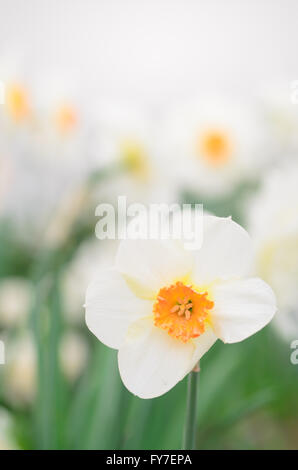 Libre à fleurs de narcisses blancs Banque D'Images