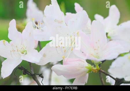 Libre à white magnolia blossom Banque D'Images