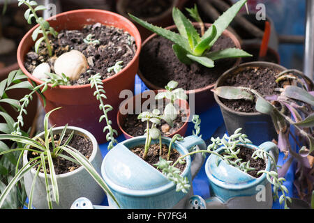 De nombreuses plantes différentes dans différents pots Banque D'Images