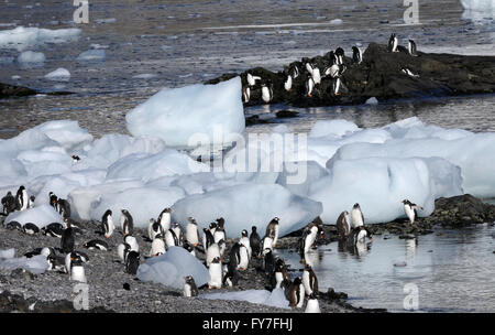 Jeunes et adultes en mue manchots papous (Pygoscelis papua) sur la plage au-dessous de leur colonie de nidification. L'antarctique, Hope Bay Banque D'Images