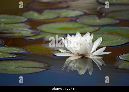 Libre d'un nénuphar blanc flottant frais aux herbacées, reflétée sur l'eau entouré par Lilly pads (feuilles) et leurs réflexions Banque D'Images