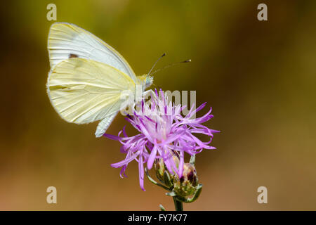 Pieris rapae, papillon appelé normalement petit blanc du chou Banque D'Images