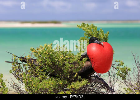 Frégate mâle pendant la saison des amours, l'île Christmas, Kiribati Banque D'Images