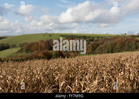 Jeu de maïs desséché à sec à l'automne des cultures avec des arbres sur une amende downland journée d'octobre Banque D'Images