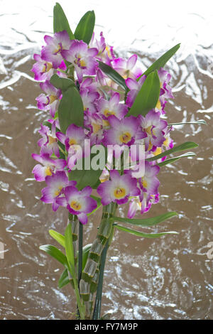 Noble, dendrobium Dendrobium nobile, une floraison rose orchidée cultivée avec des pseudobulbes formé dans les tiges Banque D'Images