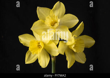 Narcissus 'Sprague', un jonquilla jonquille avec plusieurs fleurs jaune citron pâle, Avril Banque D'Images