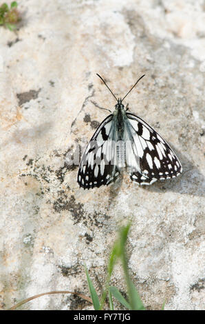 En marbre blanc, espagnol Melanargia ines reposant sur un rocher. L'Andalousie, espagne. Banque D'Images