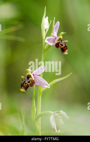 Woodcock orchid, Ophrys scolopax, Andalousie, Sud de l'Espagne. Banque D'Images