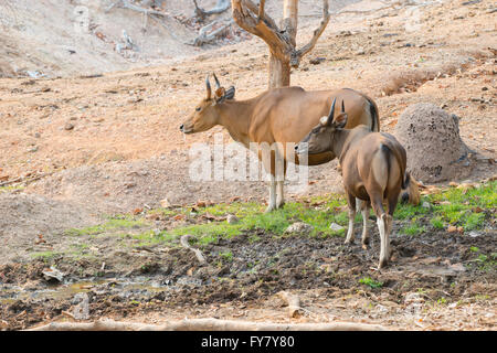 Banteng (Bos javanicus) reposant près de la boue Banque D'Images