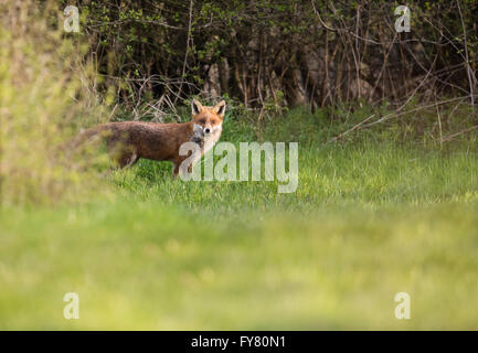 Un chien rouge sauvage fox (Vulpes vulpes) apparaît dans la tanière du soleil du soir Banque D'Images