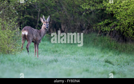 Le Chevreuil (Capreolus capreolus) mâle en photo au début de la lumière du soleil du matin dans une clairière des bois Warwickshire Banque D'Images