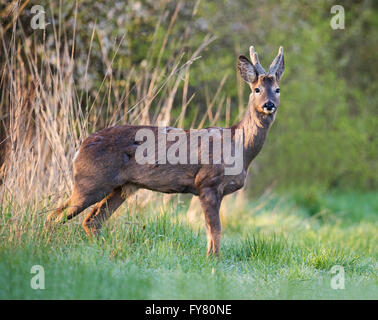 Le Chevreuil (Capreolus capreolus) mâle en photo au début de la lumière du soleil du matin dans une clairière des bois Warwickshire Banque D'Images