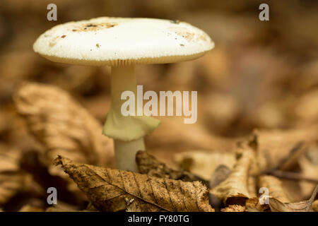 La mort (Amanita phalloides), champignons vénéneux, selective focus macro ( ) Banque D'Images