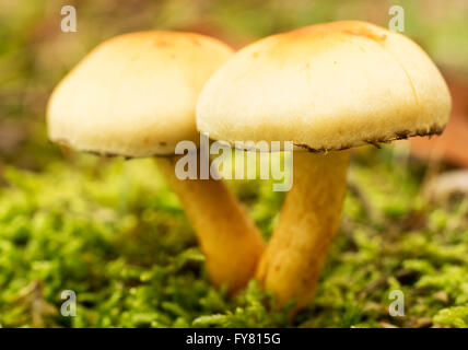 Champignons non comestibles, macro, le soufre ( touffe Hypholoma fasciculare ) Banque D'Images