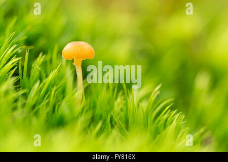 Sur le petit champignon mousse, selective focus macro ( ) Banque D'Images