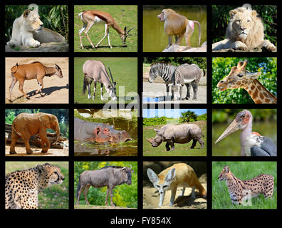 Mosaïque de photos 16 animaux d'Afrique Banque D'Images