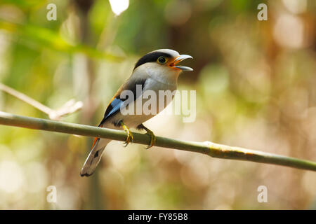 Silver-breasted (Serilophus broadbill lunatus) du sud-est asiatique Banque D'Images