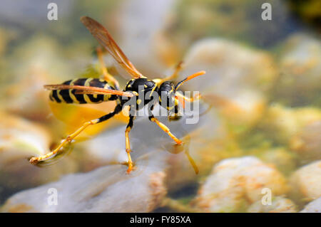 Polistes dominula ou Polistes dominulus sur l'eau potable Banque D'Images