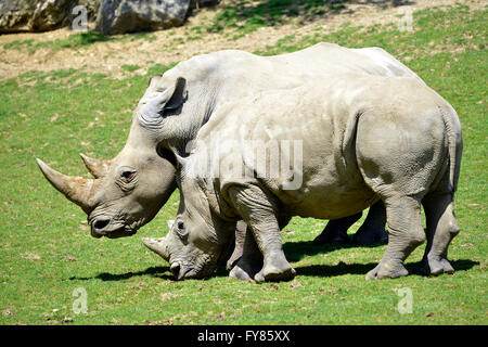 Deux rhinocéros blanc (Ceratotherium simum) sur l'herbe vu de profil Banque D'Images