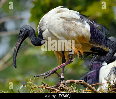 Ibis sacré (Threskiornis africains aethiopicus) sur une branche, vue de profil Banque D'Images