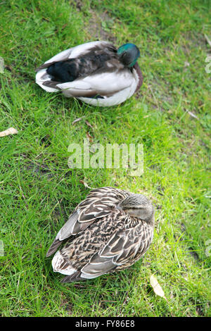 Deux canards dormir sur l'herbe dans un jardin de l'Irlande Banque D'Images