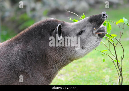 Portrait de profil de tapir d'Amérique du Sud Tapirus terrestris (manger les feuilles) Banque D'Images