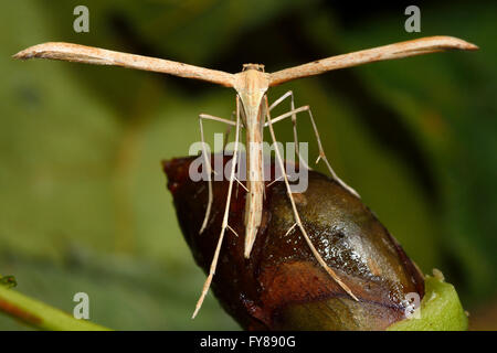 Plume (commune Seija monodactyla) plume moth. Une micro-papillon de la famille des Ranidae, au repos sur l'herbe, au repos sur un bud