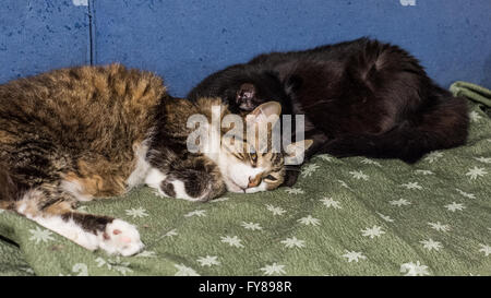 Deux chats dormir Banque D'Images