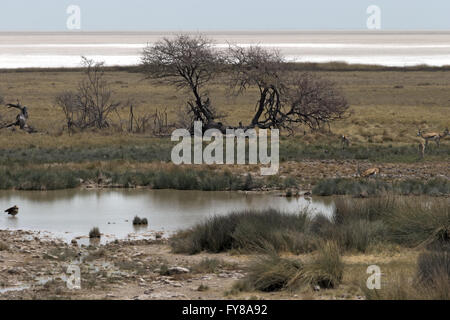 Oies égyptiennes en piscine, parc national d'Etosha, Namibie Banque D'Images