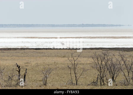 Oryx aka Gemsbok, salin, parc national d'Etosha, Namibie Banque D'Images