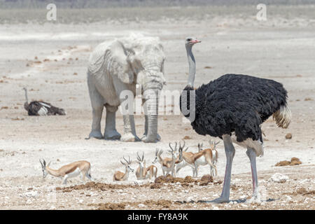 Autruches mâle et femelle, éléphant de taureau « fantôme », appelé en raison de la blancheur de l'argile utilisée comme crème solaire, Springbok, Parc national d'Etosha, Namibie Banque D'Images