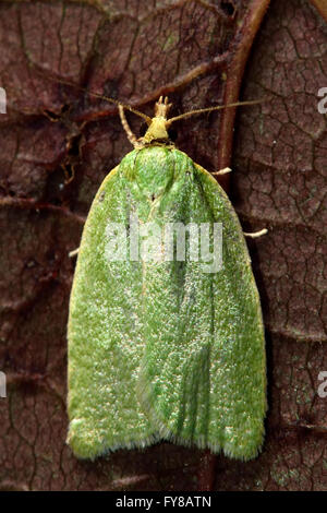 Tordeuse du chêne vert (Tortrix viridana) micro espèce d'en haut. Petit insecte britannique dans la famille des, dans ordre des Lépidoptères Banque D'Images