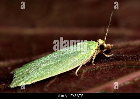 Tordeuse du chêne vert (Tortrix viridana) micro papillon de profil. Petit insecte britannique dans la famille des, dans ordre des Lépidoptères Banque D'Images