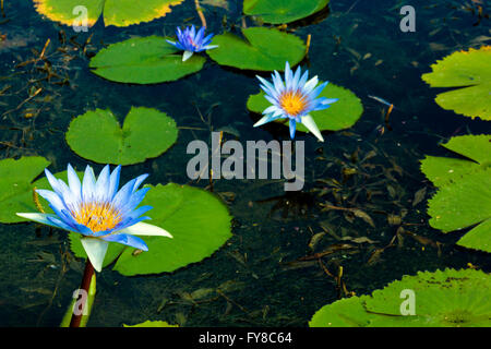 Trois fleurs de lotus bleu vert avec des nénuphars sur l'étang Banque D'Images