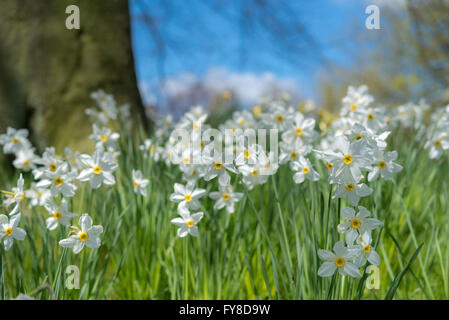 Single white jonquilles sous les arbres en fleurs en plein soleil du printemps. Une magnifique image de la couleur et de la lumière. Banque D'Images