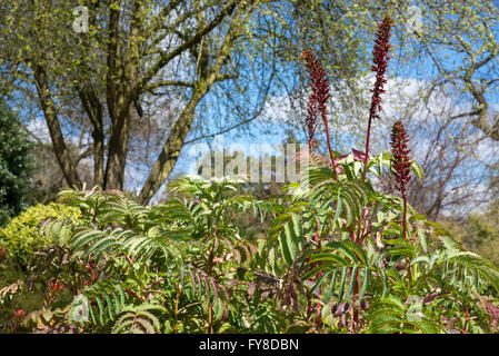 La floraison Melianthus major, une plante arbustive tendres dans soleil du printemps. Banque D'Images