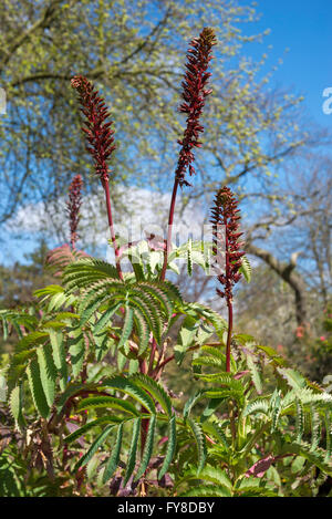 La floraison Melianthus major, une plante arbustive tendres dans soleil du printemps. Banque D'Images