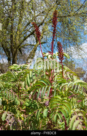 La floraison Melianthus major, une plante arbustive tendres dans soleil du printemps. Banque D'Images