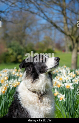 Border Collie assis à côté de jonquilles au soleil du printemps. Banque D'Images