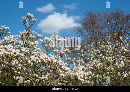 Magnolia soulangeana floraison dans profusion contre un ciel bleu au printemps. Banque D'Images