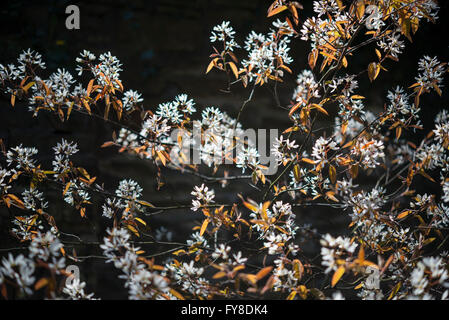 L'Amelanchier Lamarckii. Un arbuste à fleurs au début du printemps avec des fleurs blanches et des nouvelles feuilles au printemps lumineux du soleil. Banque D'Images