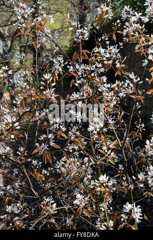 L'Amelanchier Lamarckii. Un arbuste à fleurs au début du printemps avec des fleurs blanches et des nouvelles feuilles au printemps lumineux du soleil. Banque D'Images