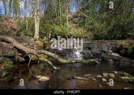 Un beau jour de printemps dans la vallée de Rivelin près de Sheffield. Banque D'Images