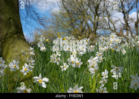 Single white jonquilles sous les arbres en fleurs en plein soleil du printemps. Une magnifique image de la couleur et de la lumière. Banque D'Images