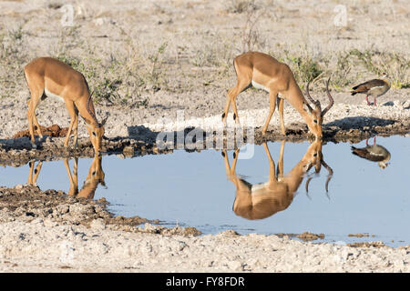 Troupeau de bacheliers, Impala à face noire, au trou d'eau, Parc national d'Etosha, Namibie Banque D'Images