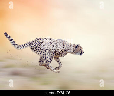 Cheetah fonctionnant sur l'arrière-plan flou Banque D'Images