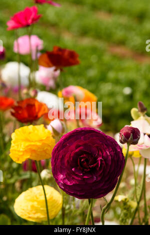 Close up de Ranunculus rouge foncé avec des fleurs jaune et orange et vert en arrière-plan. Banque D'Images