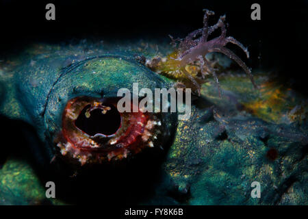 L'Œil d'un Devil Scorpionfish (Scorpaenopsis Diabola) . Macro. Banque D'Images