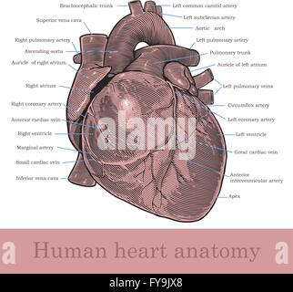 Les droits de l'anatomie cardiaque Illustration de Vecteur